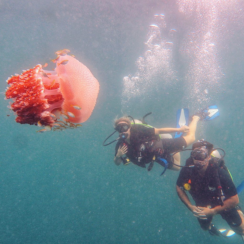 Scuba Diving with a Jelly Fish